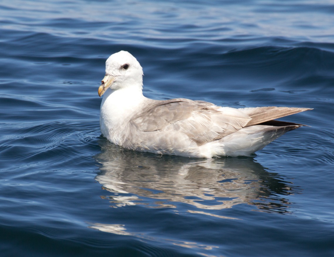 Northern Fulmar - ML611064777