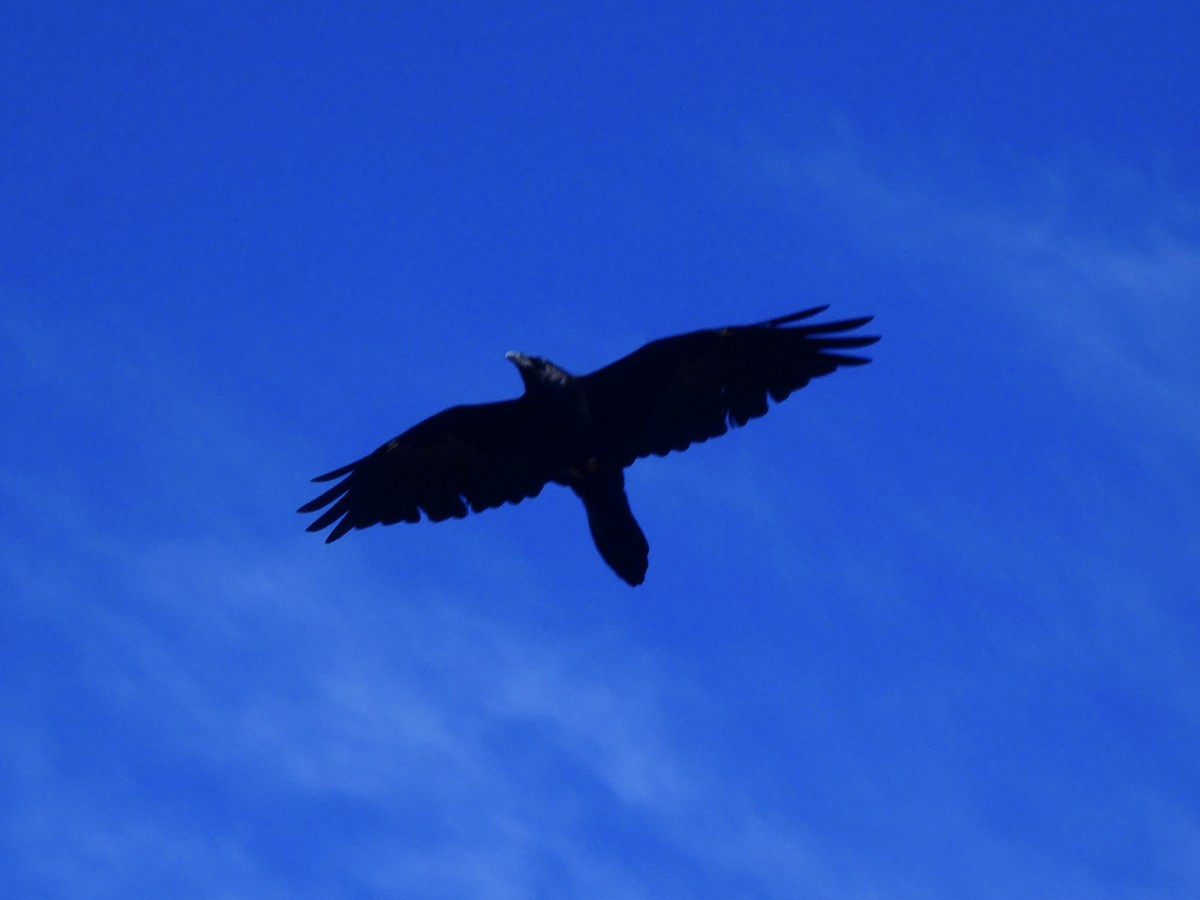 Common Raven - Eric Plage