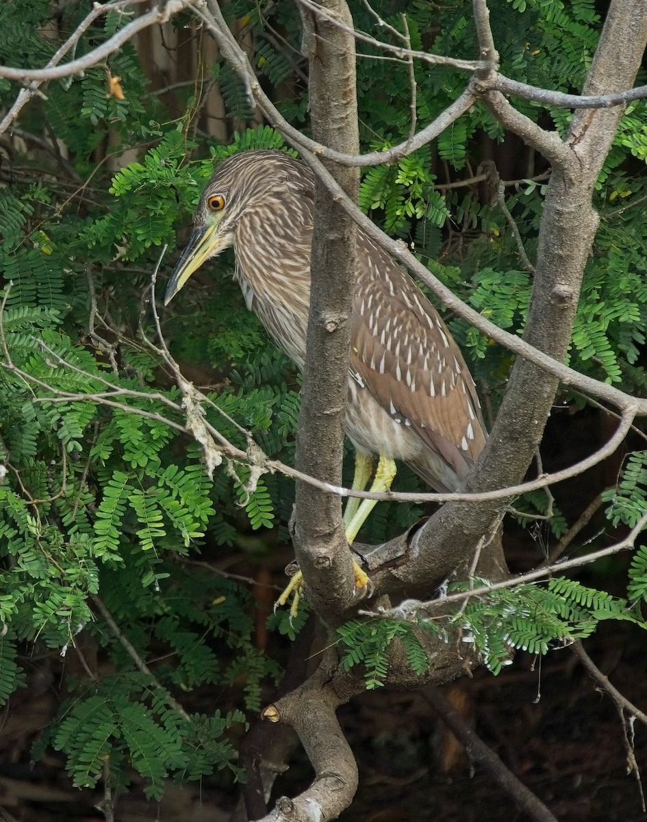 Black-crowned Night Heron - ML611064844