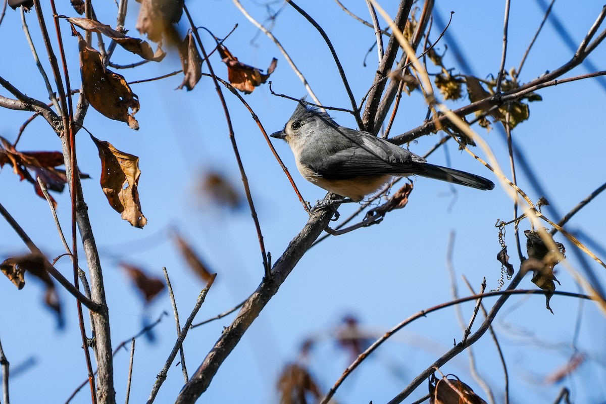 Tufted Titmouse - ML611064874