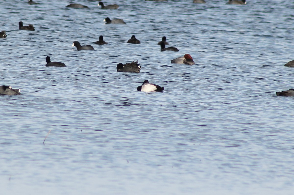 Canvasback - ML611064945