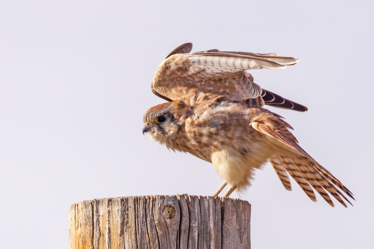 American Kestrel - Lesley Tullis