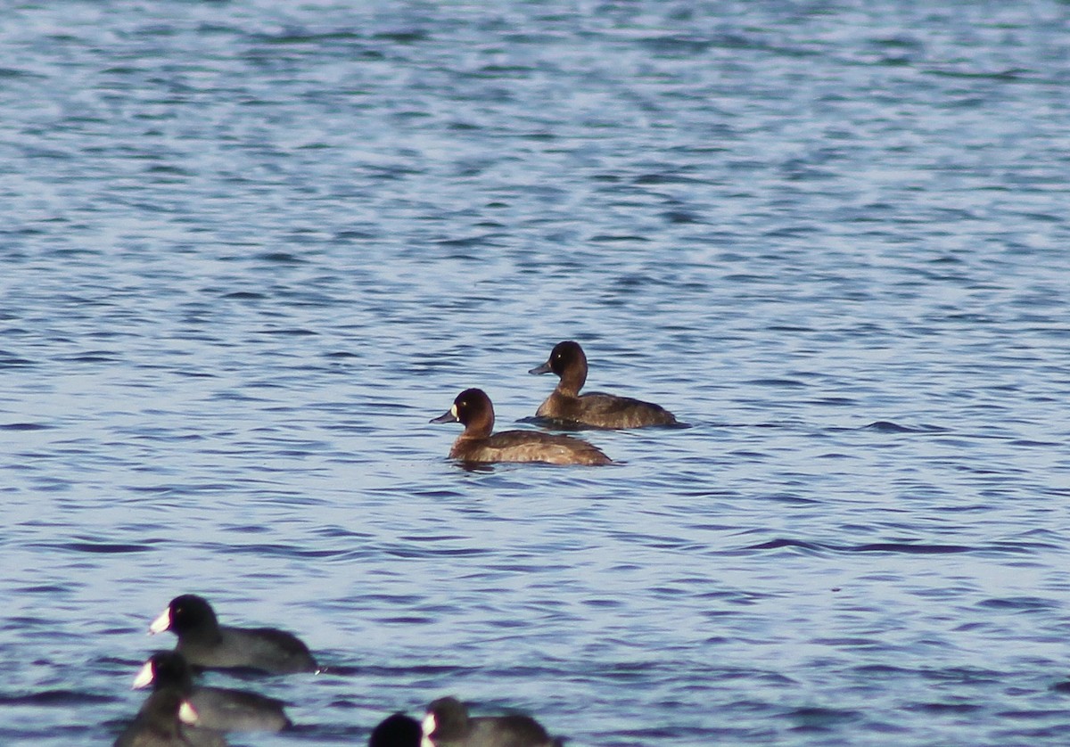 Lesser Scaup - ML611064962