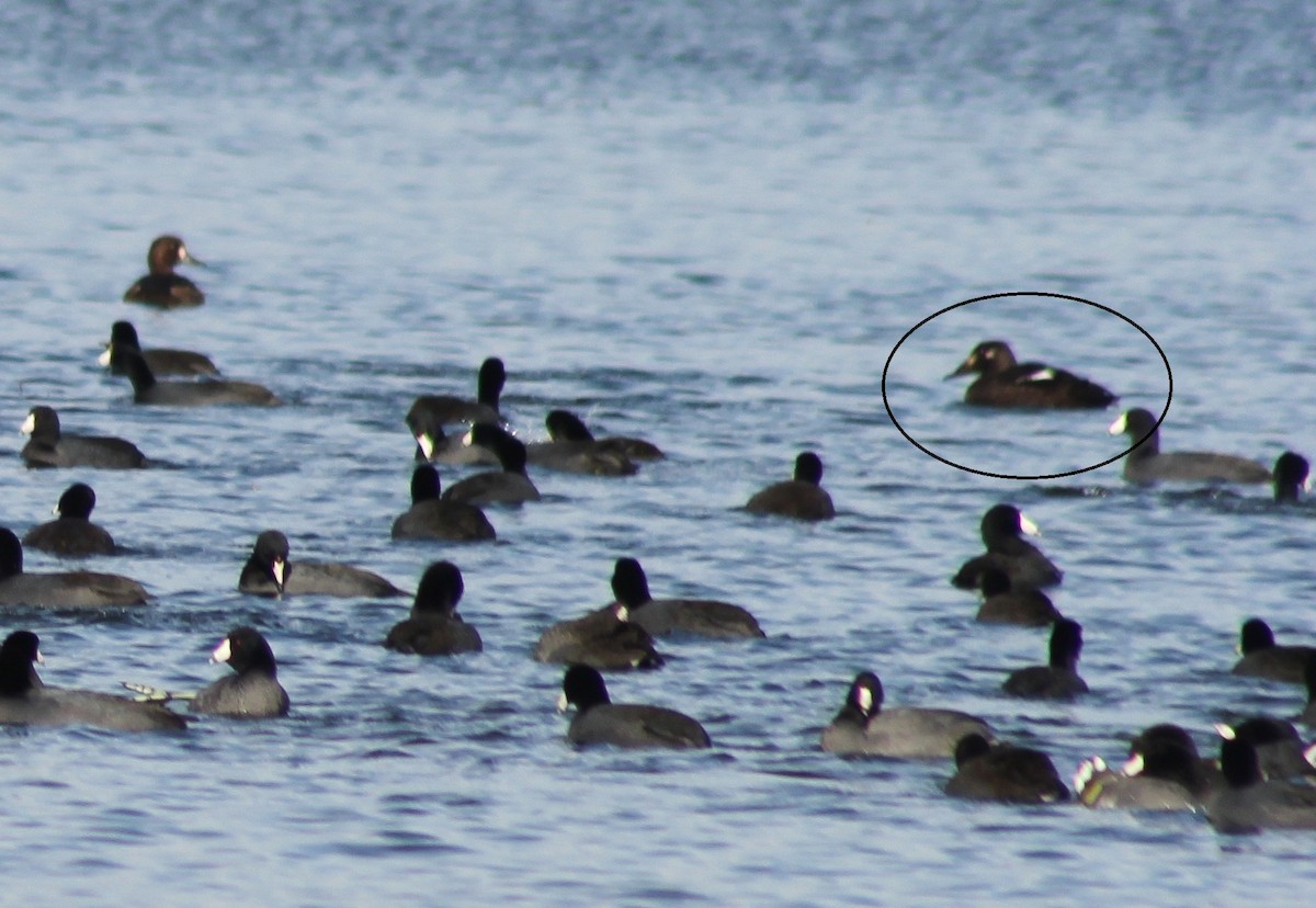 White-winged Scoter - ML611064968