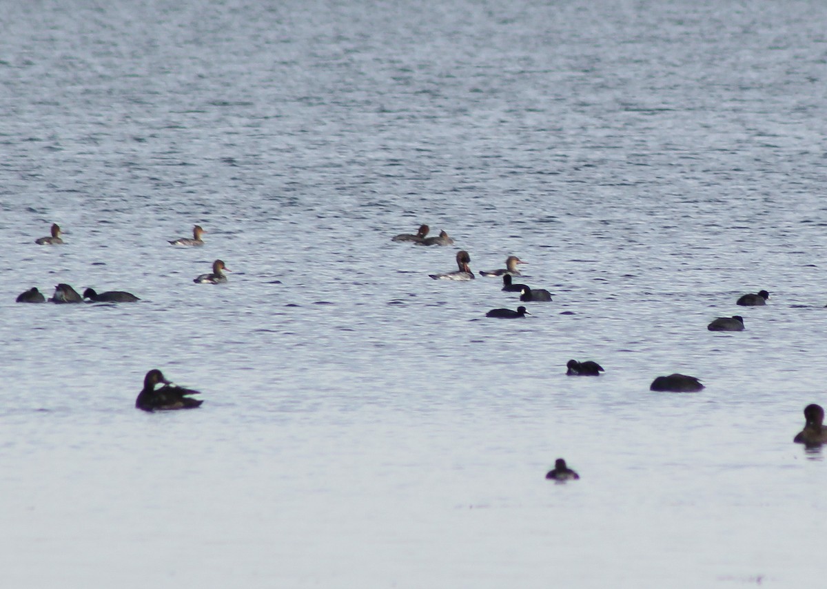 Red-breasted Merganser - ML611064977