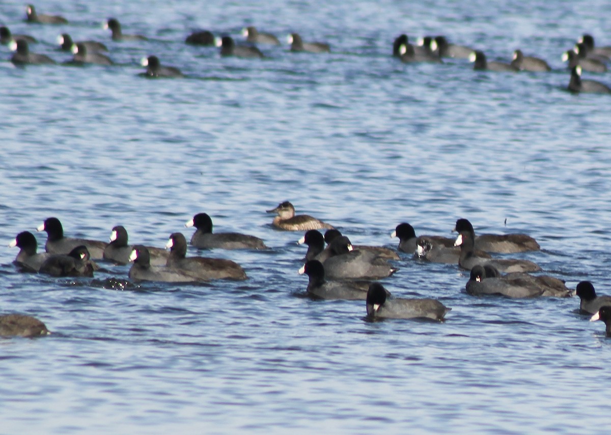 Ruddy Duck - Tim F