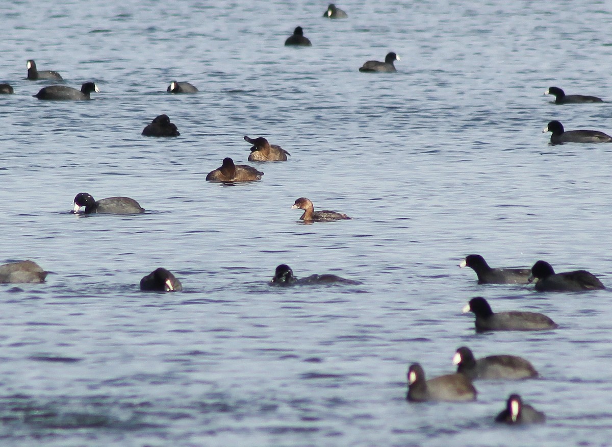 Pied-billed Grebe - ML611064995