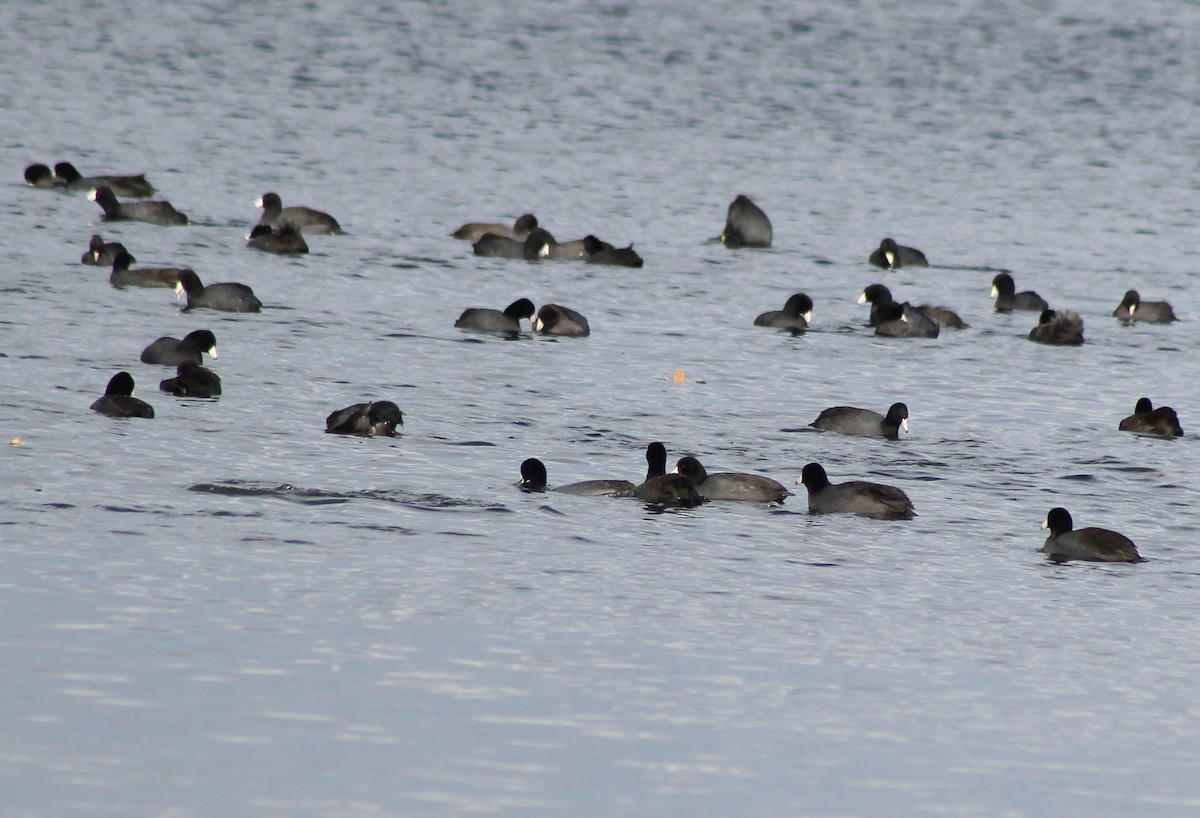 American Coot - Tim F