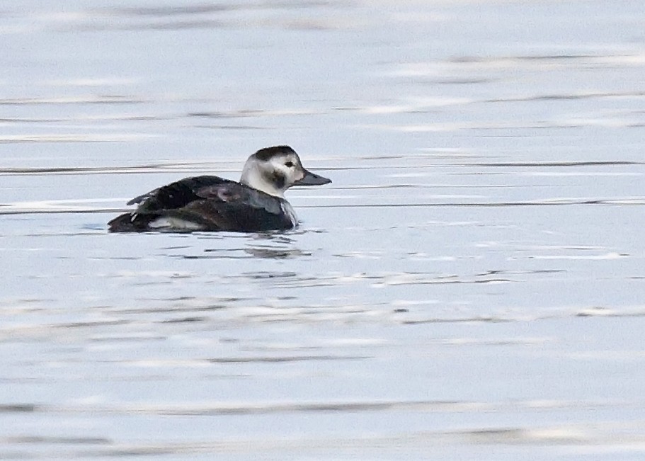 Long-tailed Duck - ML611065172