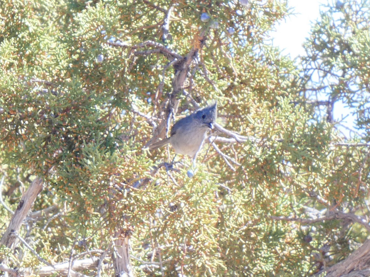 Juniper Titmouse - ML611065204