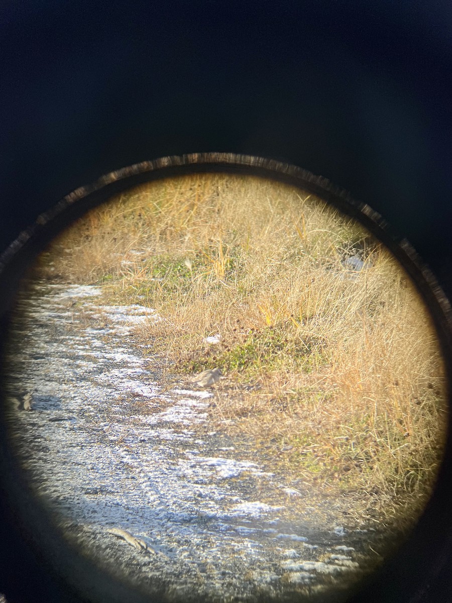 Horned Lark - Sabine Simmons