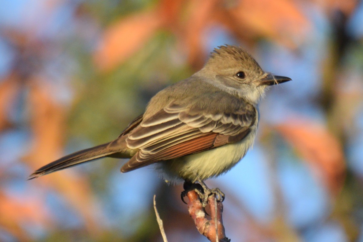 Ash-throated Flycatcher - Connor Naughton