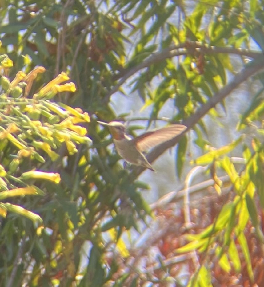 Anna's Hummingbird - ML611065229