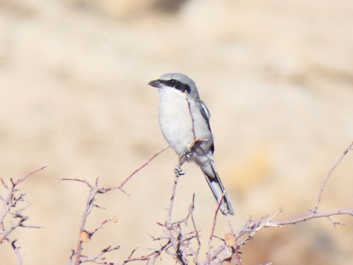 Loggerhead Shrike - ML611065234