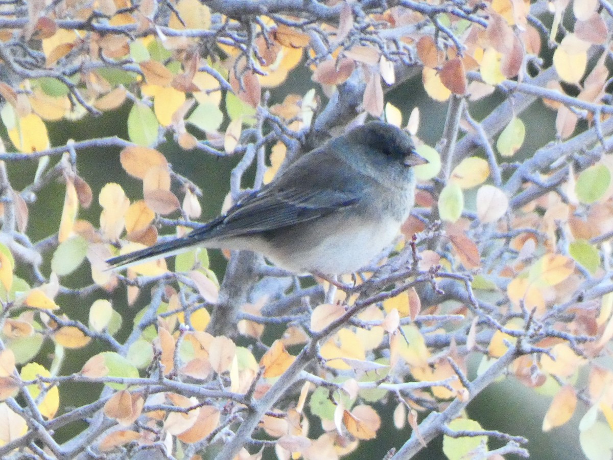 Dark-eyed Junco - ML611065238
