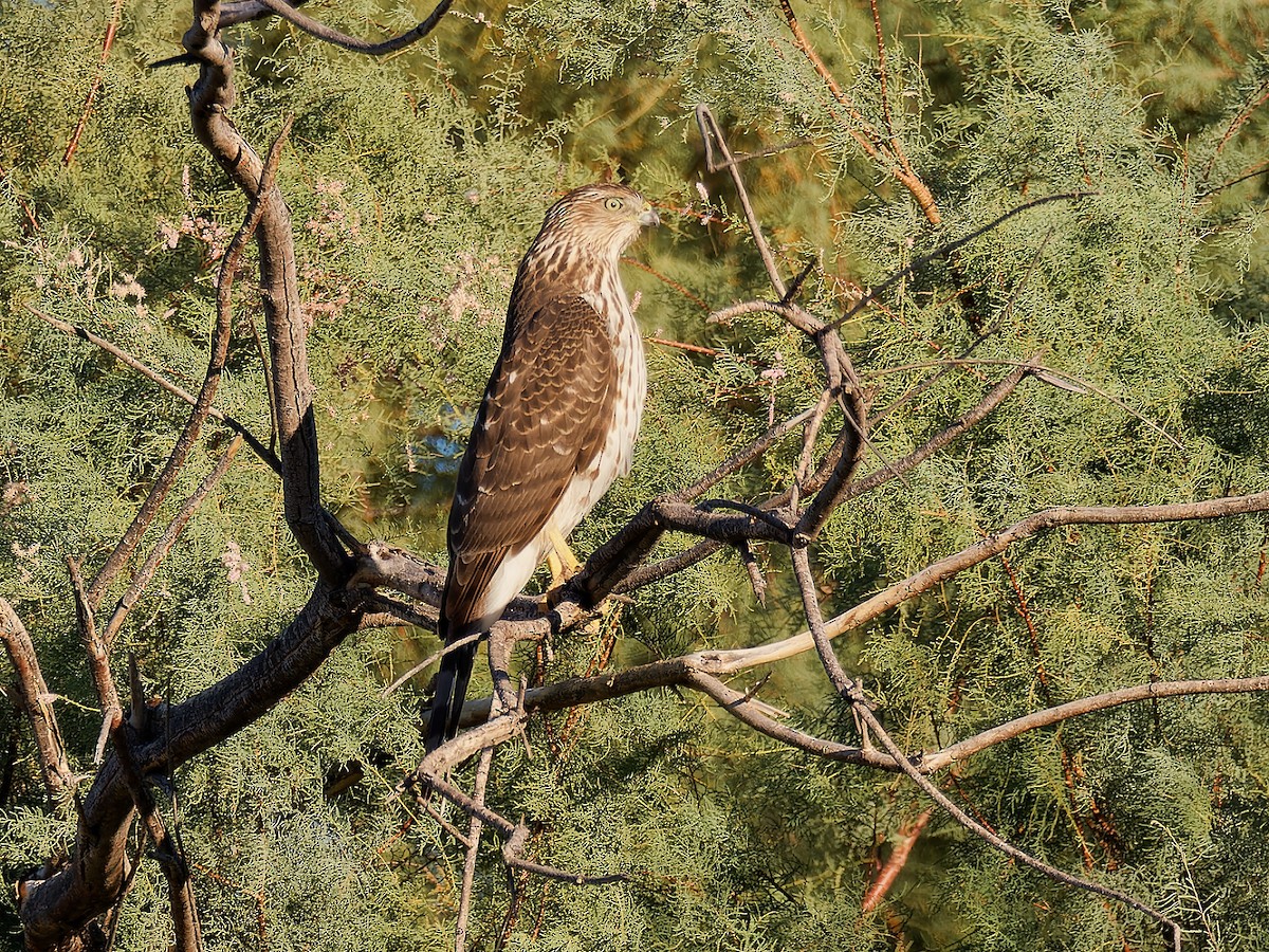 Cooper's Hawk - ML611065262