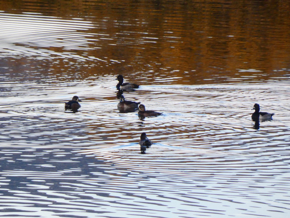 Ring-necked Duck - ML611065266