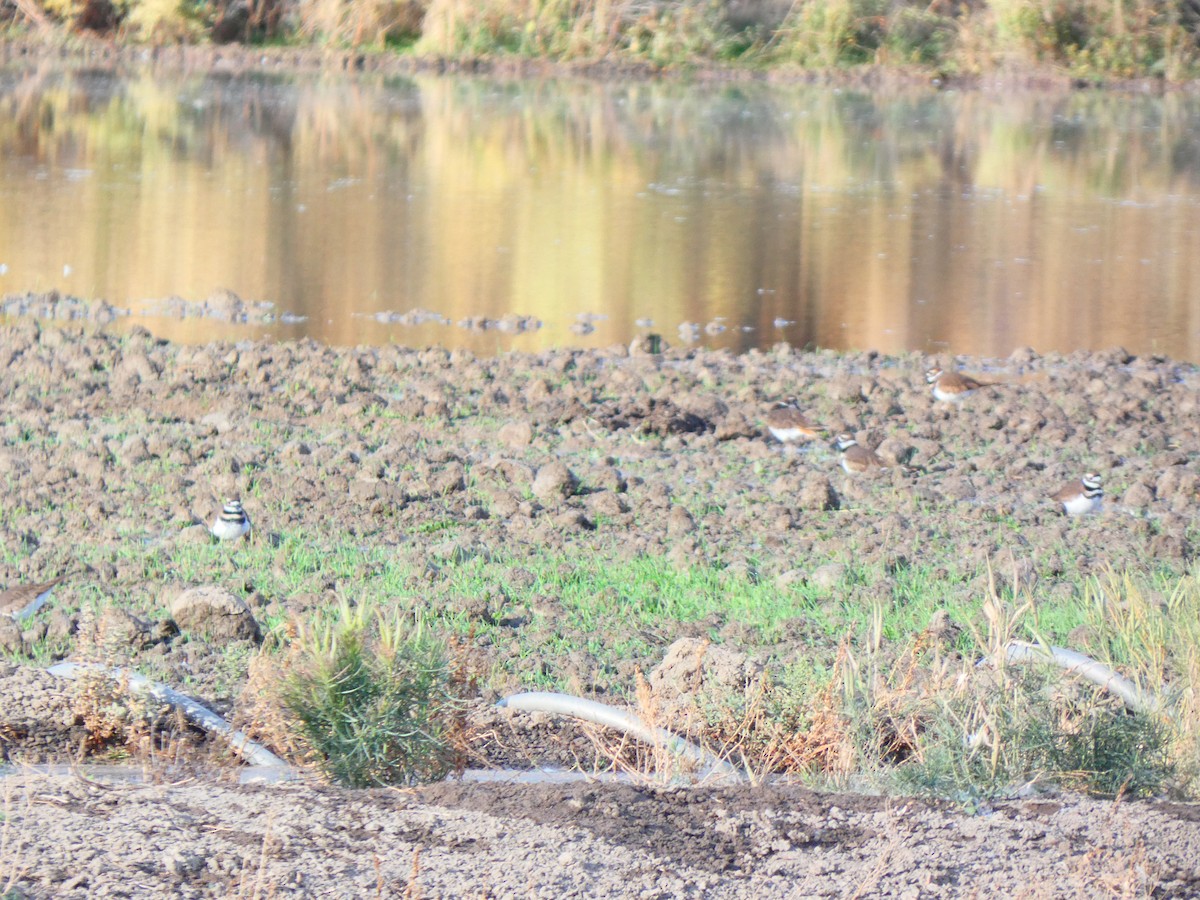 Killdeer - ML611065271