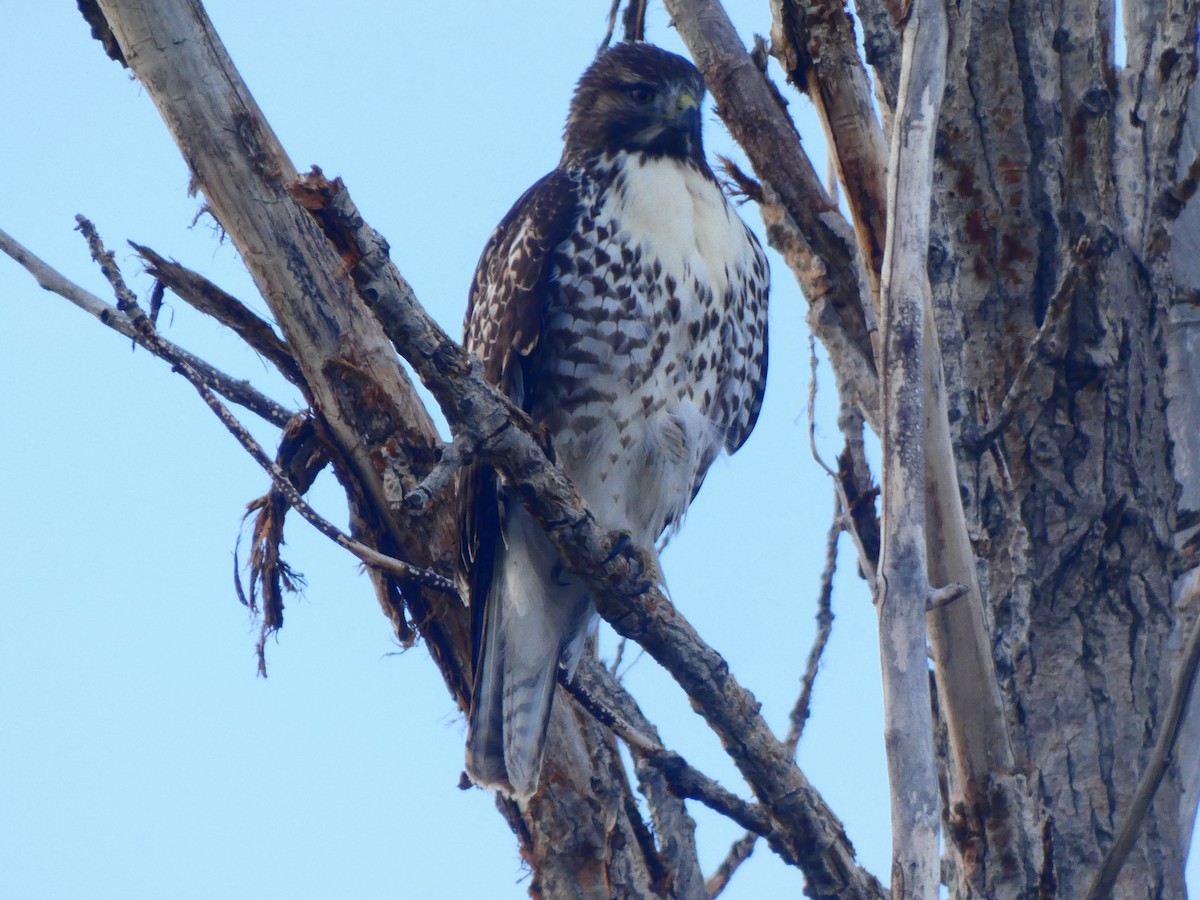 Red-tailed Hawk - ML611065277