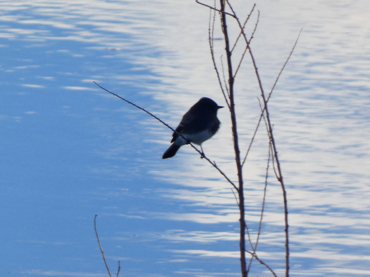 Black Phoebe - ML611065286