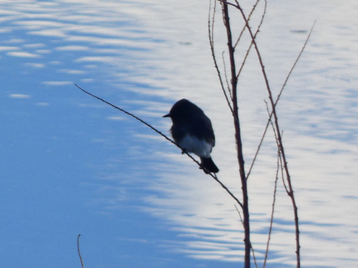 Black Phoebe - ML611065287