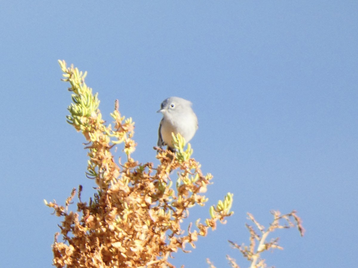 Blue-gray Gnatcatcher - ML611065294