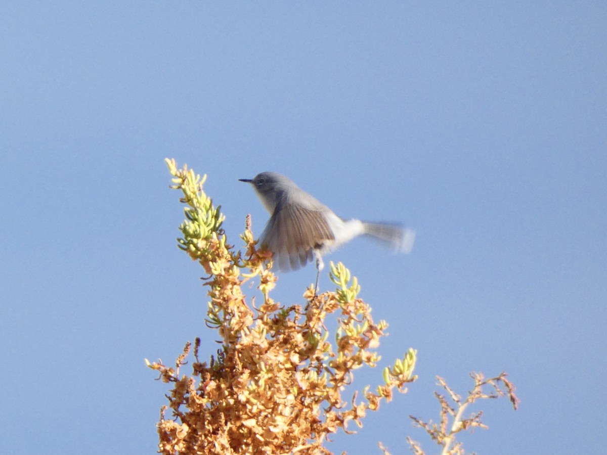 Blue-gray Gnatcatcher - ML611065295