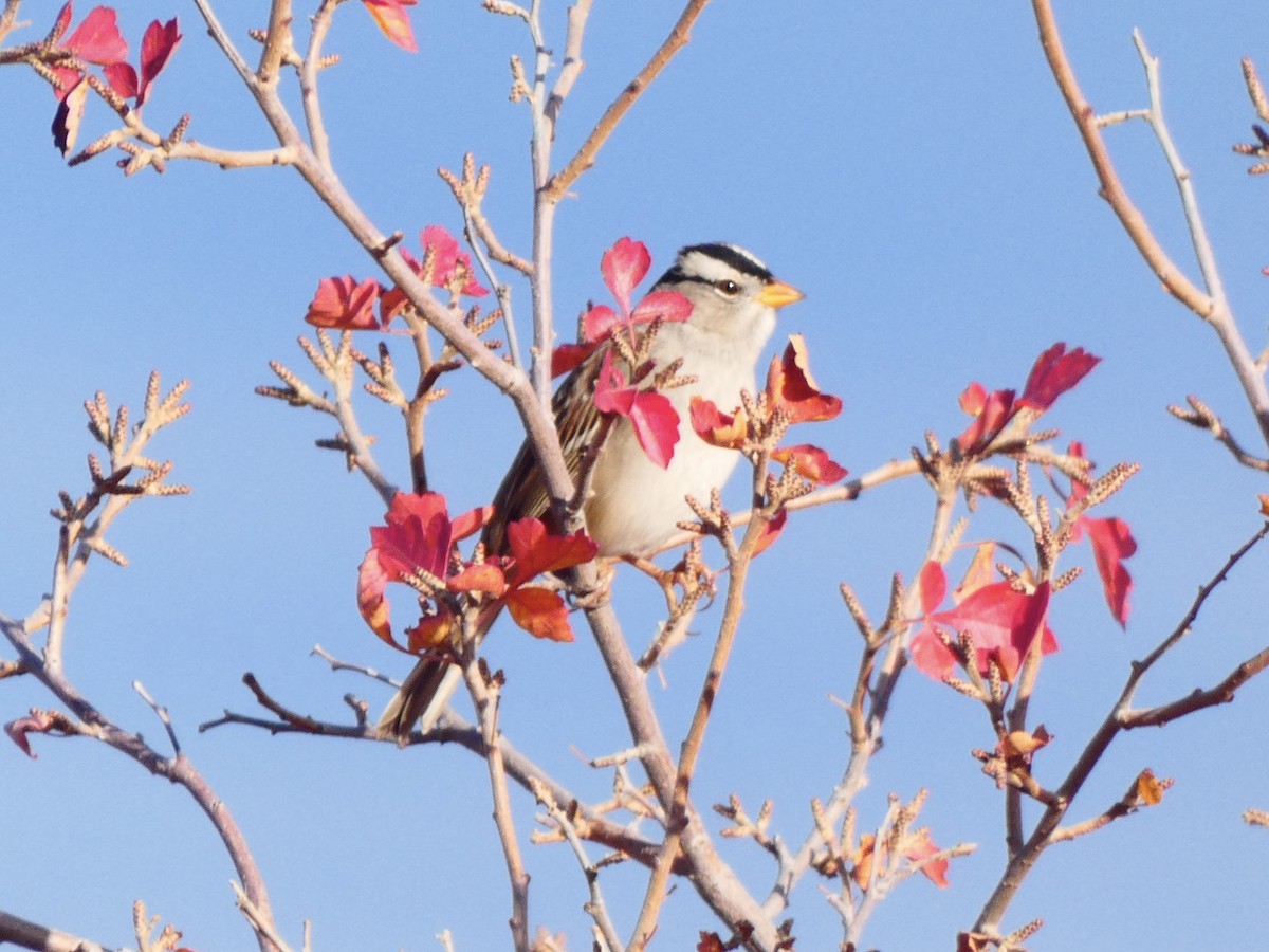 White-crowned Sparrow - ML611065323