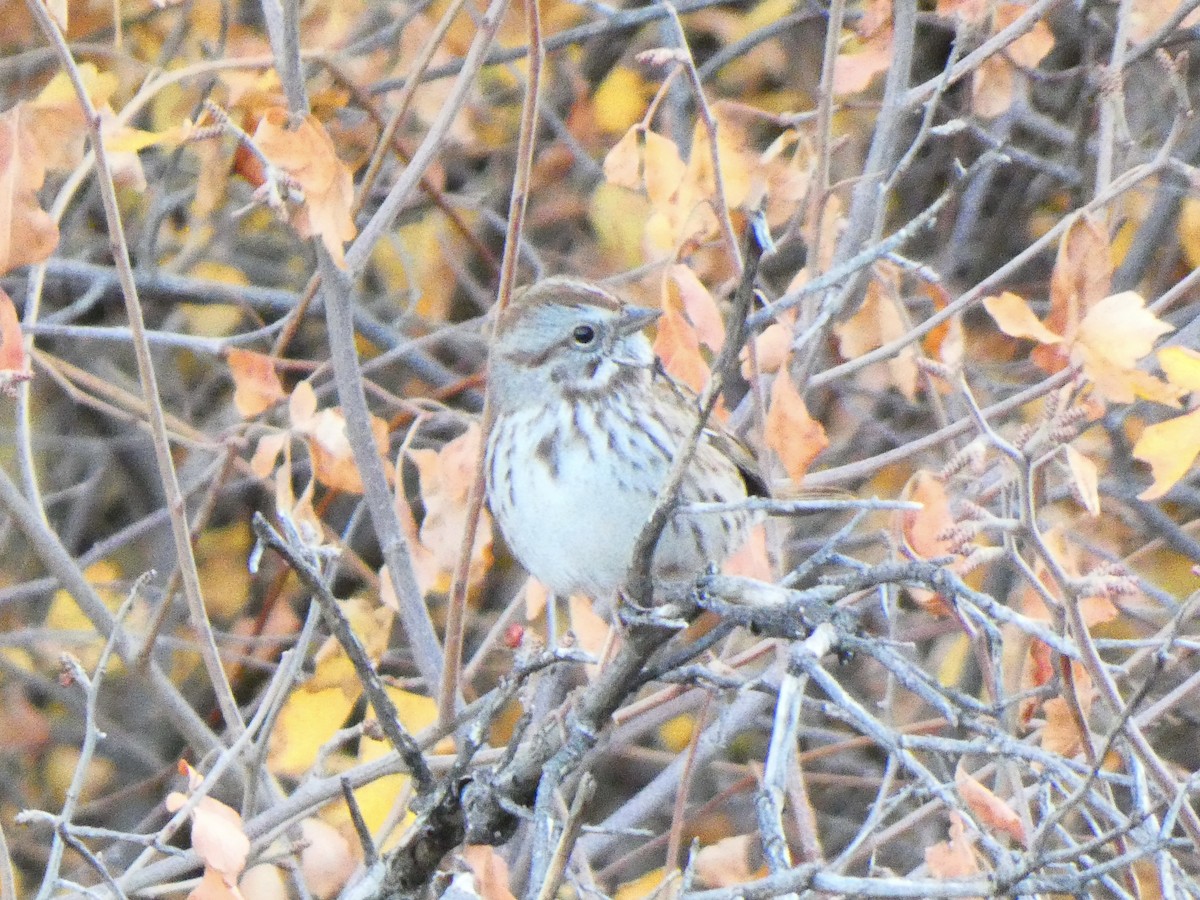 Song Sparrow - ML611065332