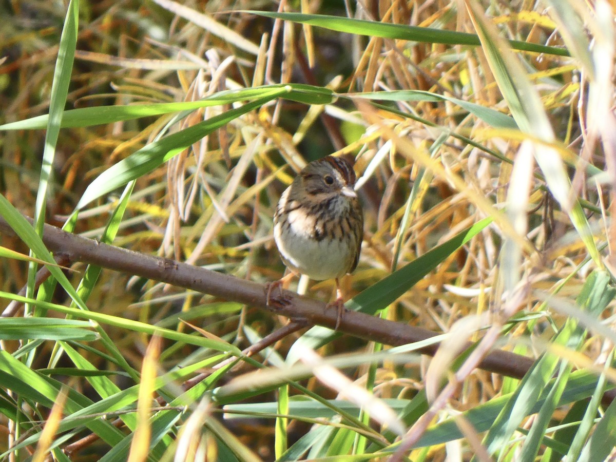 Lincoln's Sparrow - ML611065336