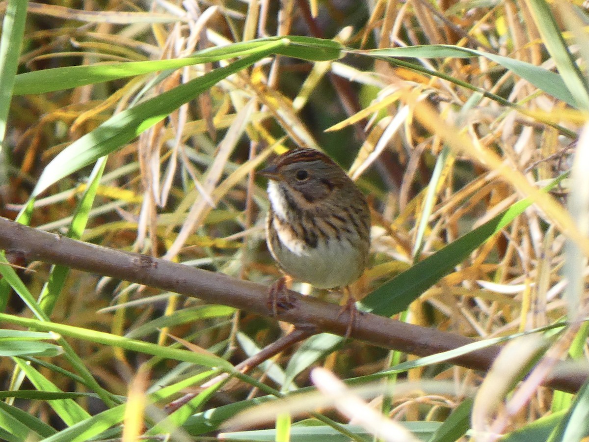 Lincoln's Sparrow - ML611065338