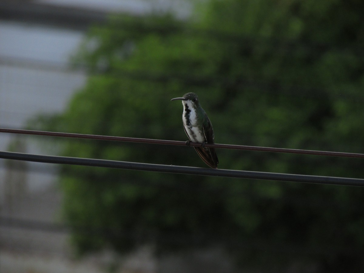 Green-breasted Mango - ML611065347