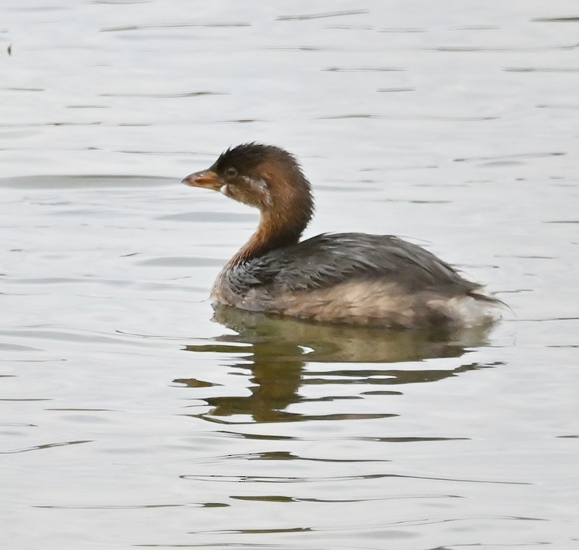 Pied-billed Grebe - Regis Fortin