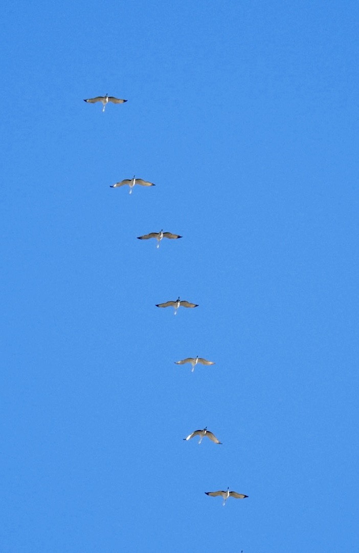 Sandhill Crane - ML611065379