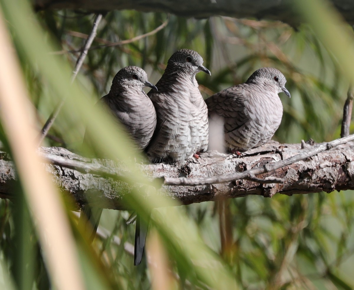 Inca Dove - ML611065436