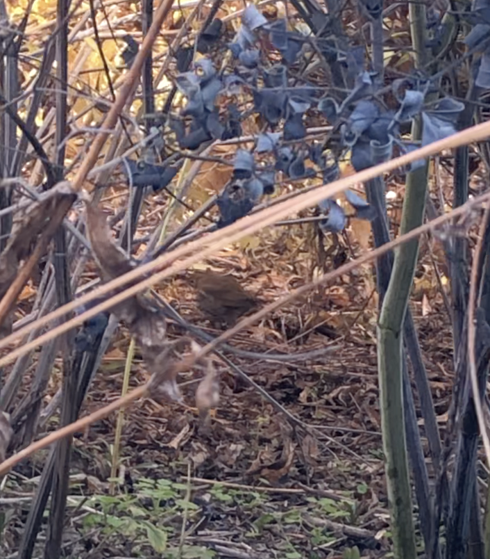 Ovenbird - ML611065569