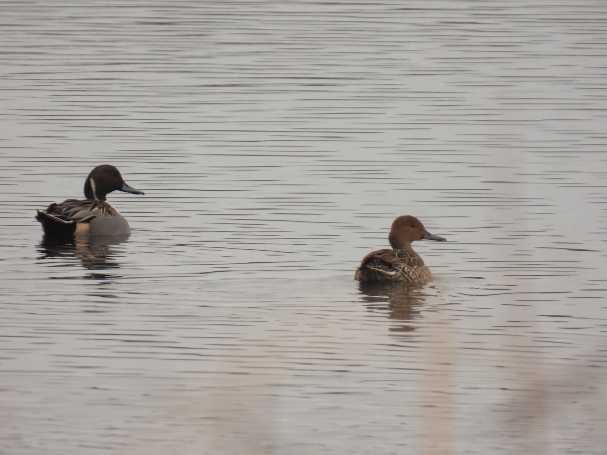 Northern Pintail - ML611065578