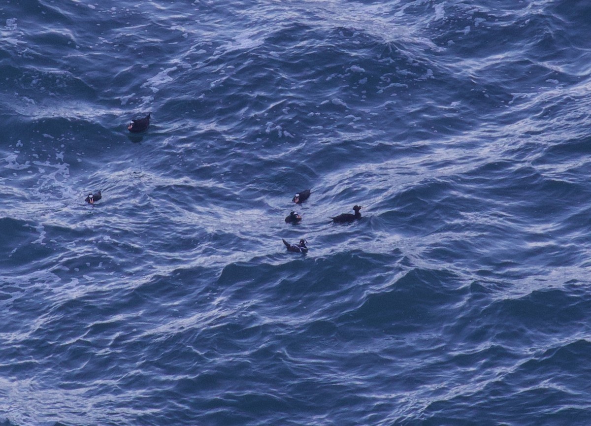 Harlequin Duck - ML611065642