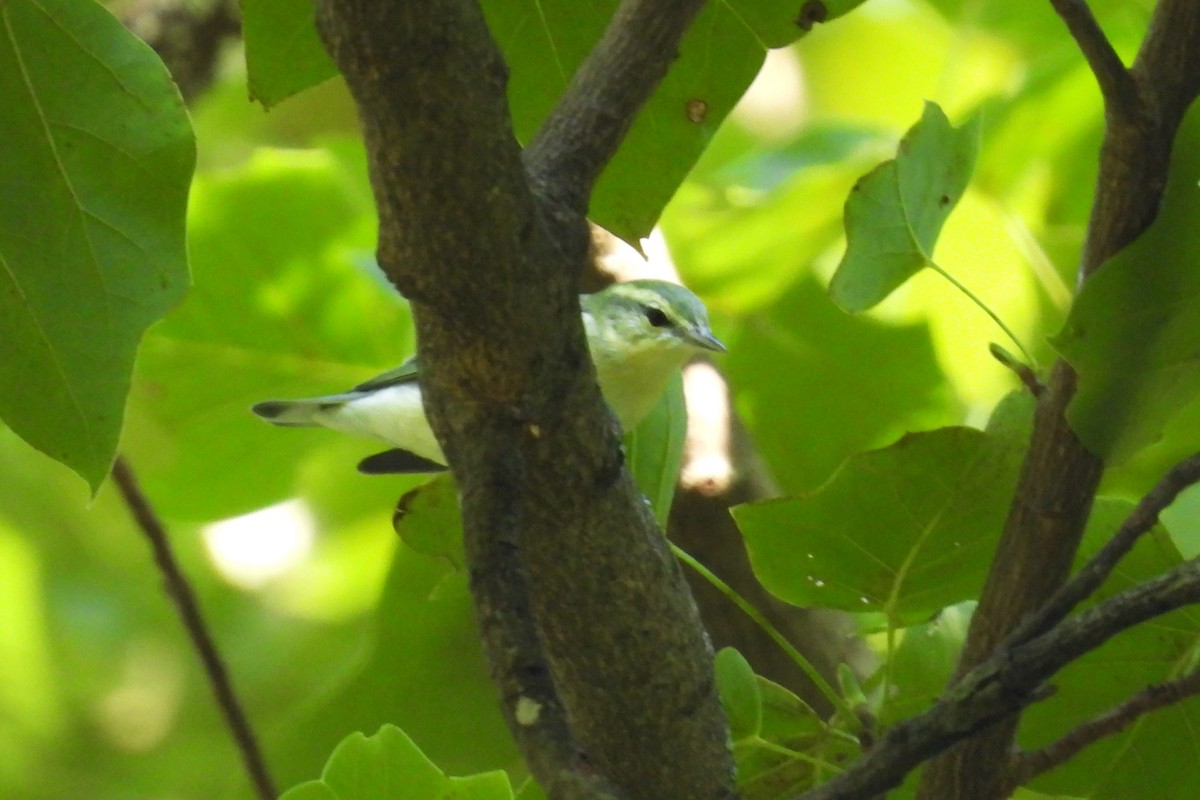 Cerulean Warbler - S. K.  Jones