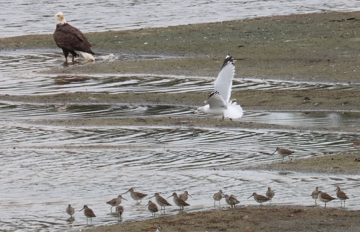 Ring-billed Gull - ML611065726