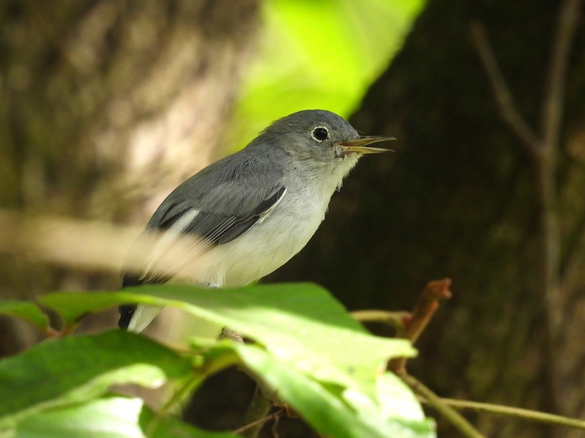 Blue-gray Gnatcatcher - ML611065761