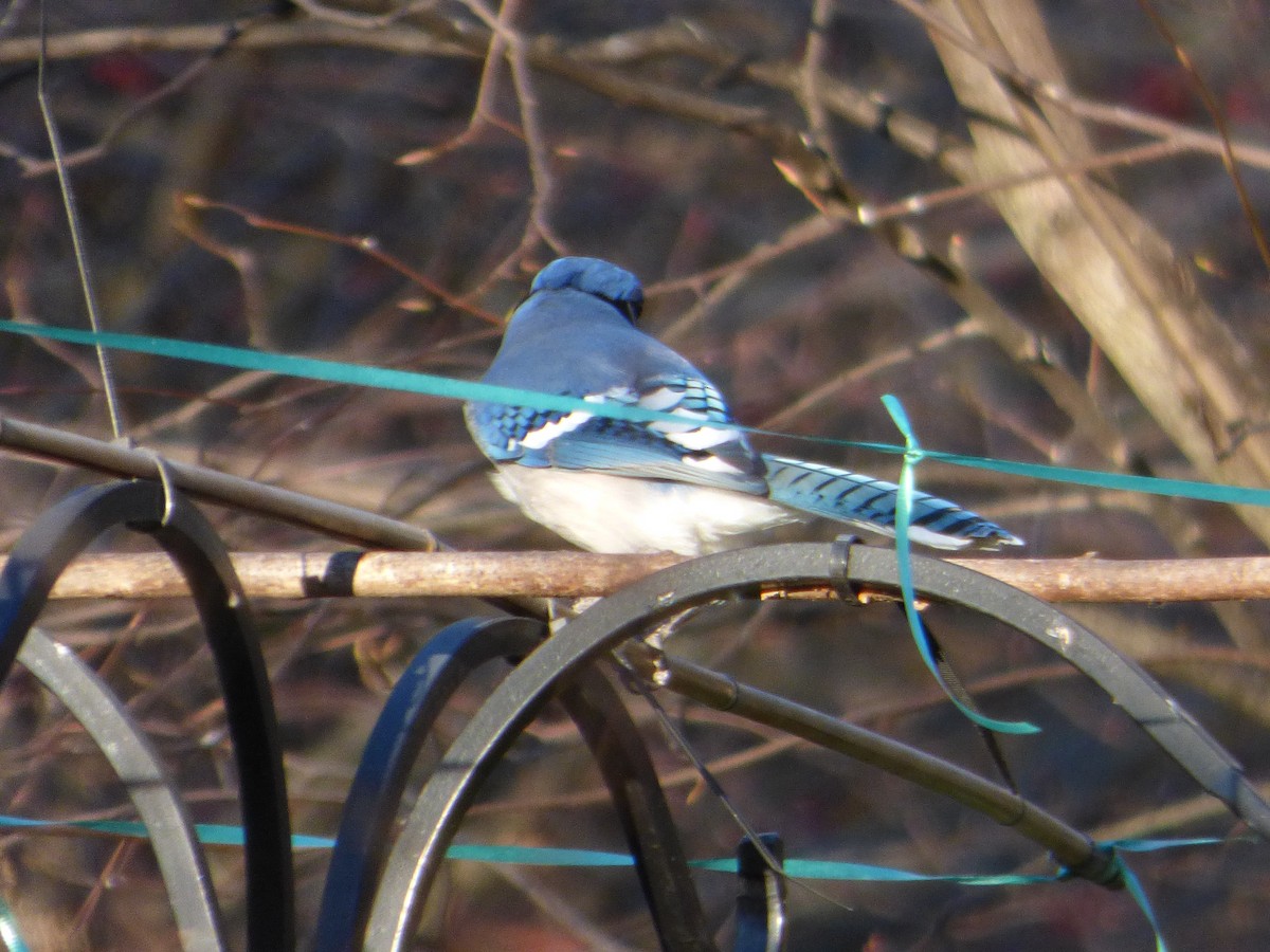 Blue Jay - Hazem Alkhan