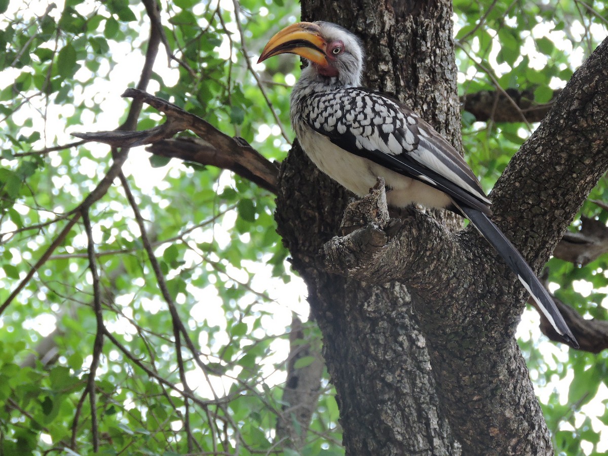 Southern Yellow-billed Hornbill - ML611065967