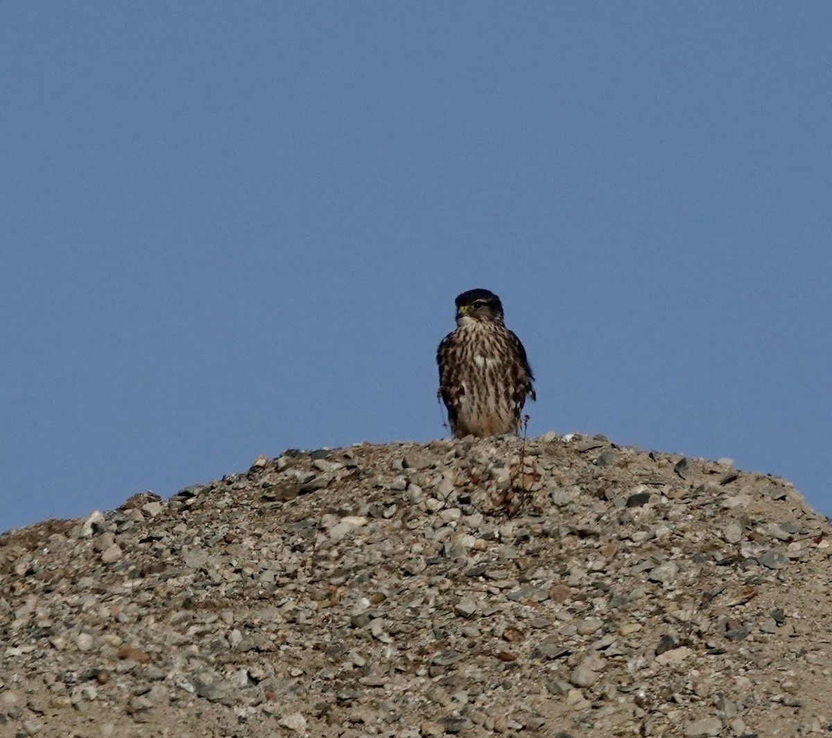 Faucon émerillon - ML611065992