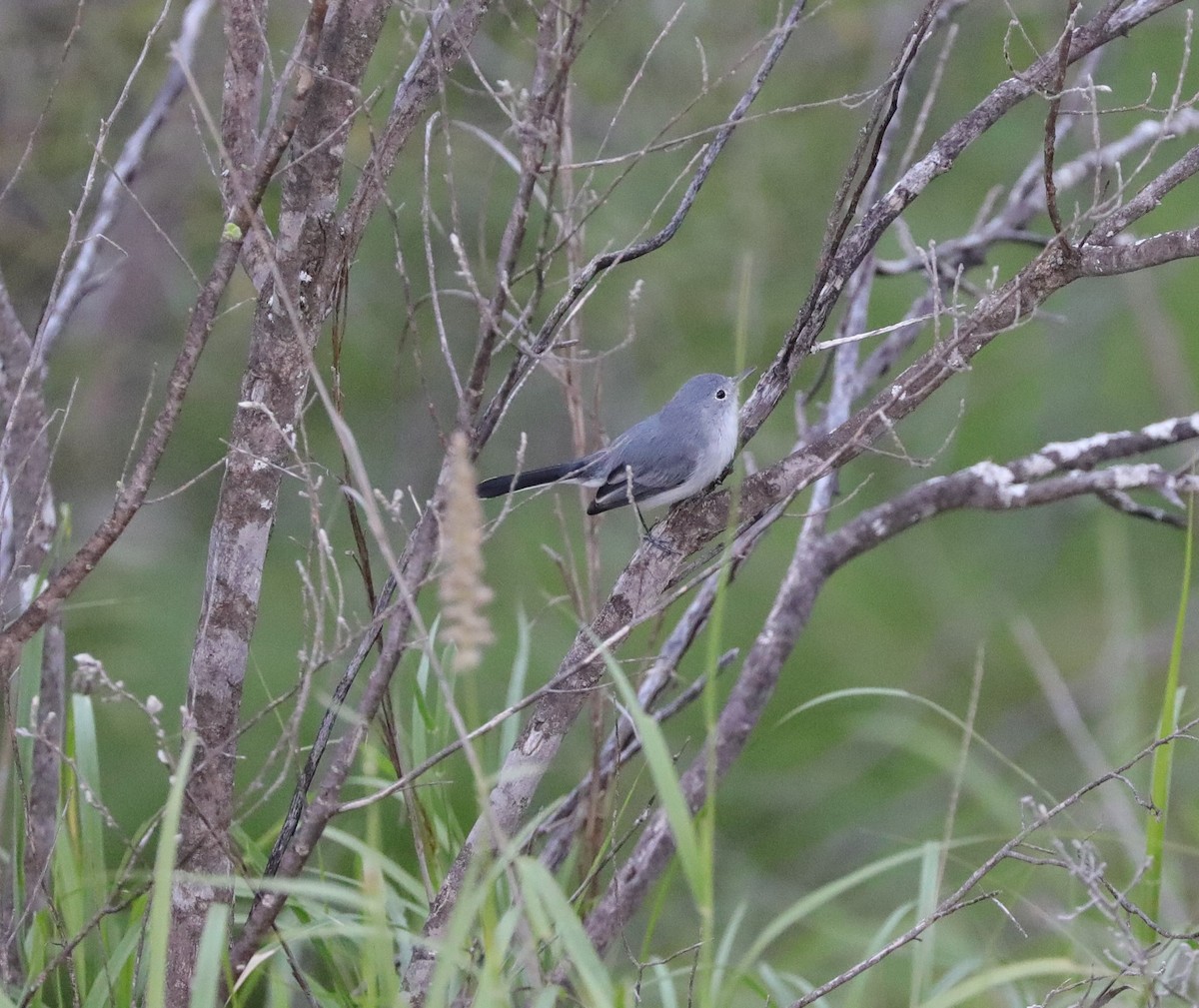 Black-tailed Gnatcatcher - Laurel Barnhill