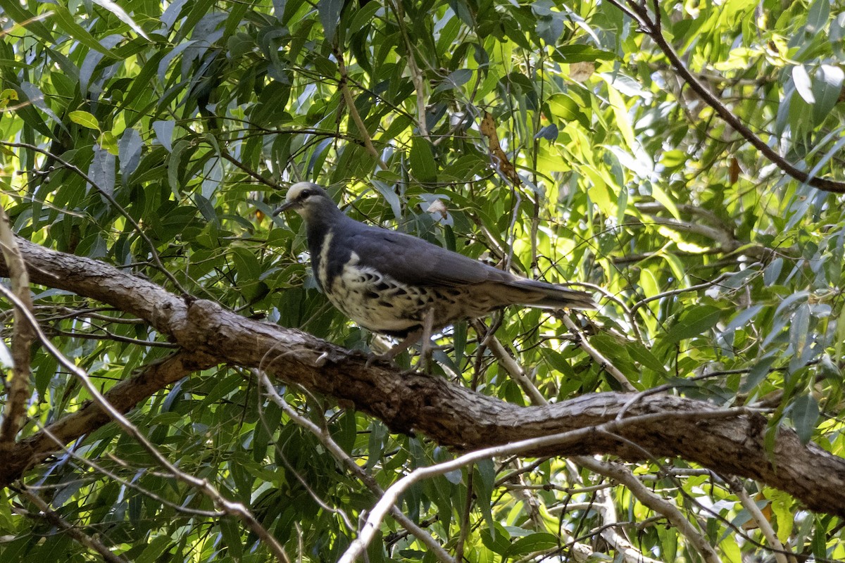 Wonga Pigeon - Matt Newman