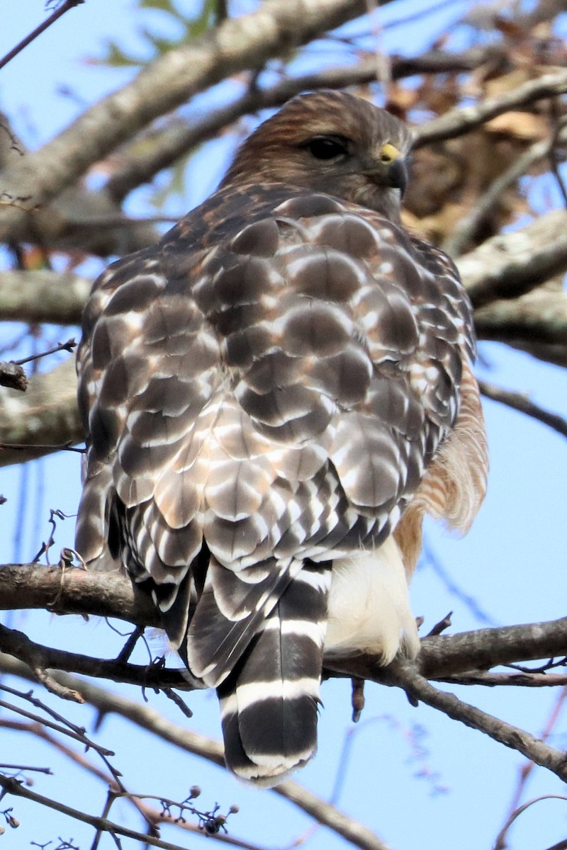 Red-shouldered Hawk - ML611066219