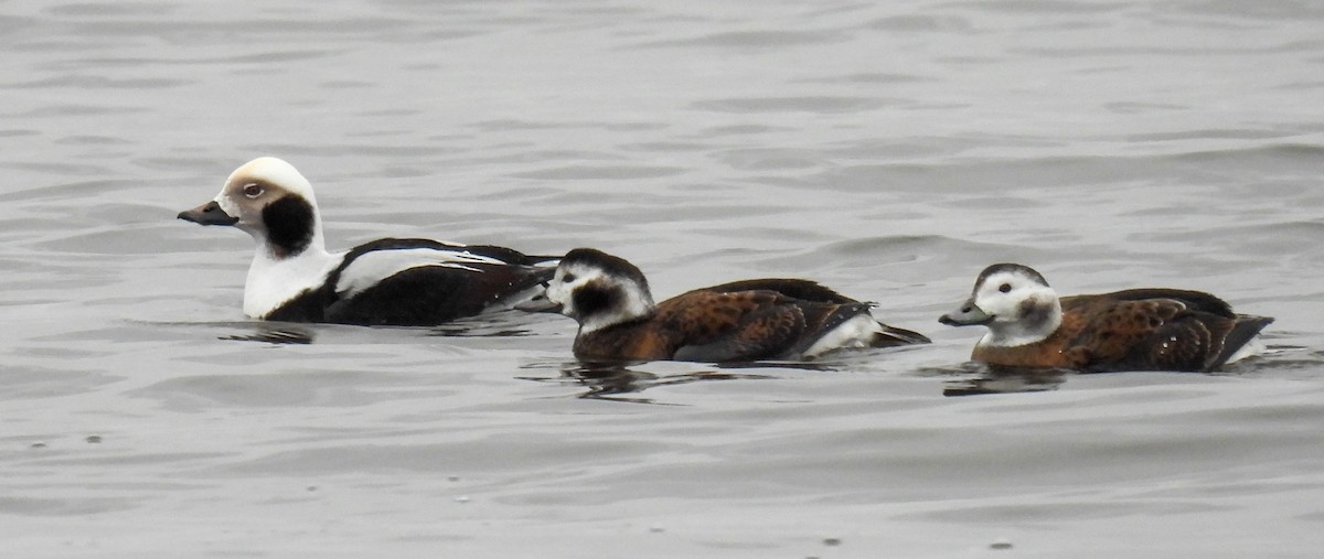 Long-tailed Duck - ML611066240