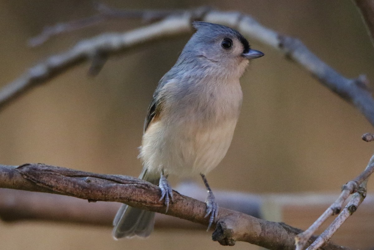 Tufted Titmouse - ML611066261