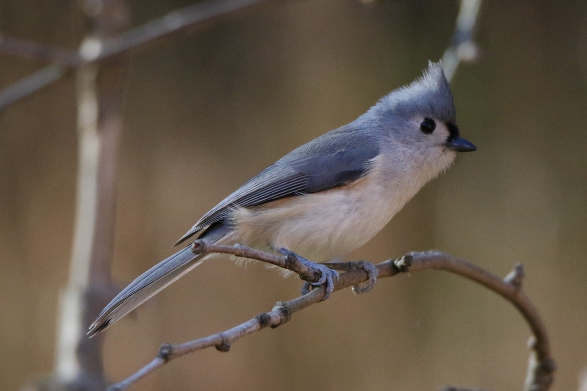 Tufted Titmouse - ML611066262